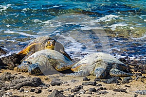 Turtles on volcanic beach