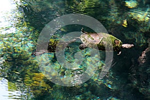 Turtles in water photo