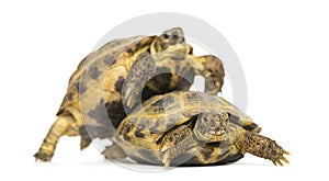 Turtles on the way to copulate,