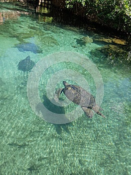 Turtles in xcaret