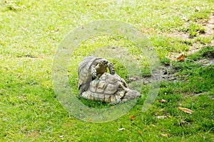 Two forest turtles having sex in a zoo