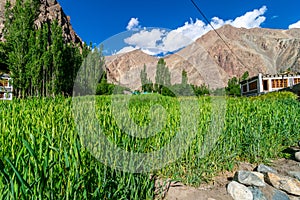 Turtuk Viilage - Landscape of Nubra Valley in Leh Ladakh, Jammu and Kashmir, India