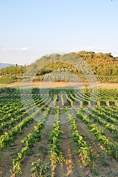 Tuscan chianti vineyards san miniato italy photo