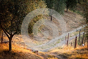 Toscana Paesi oliva un albero sul alba 