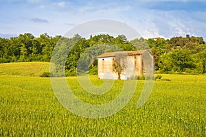 Tuscan countryside with cornfield in the foreground Italy - Image with copy space