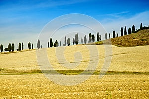 Tuscan Countryside with Cypress Trees in a Row