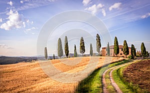 Tuscan cypress