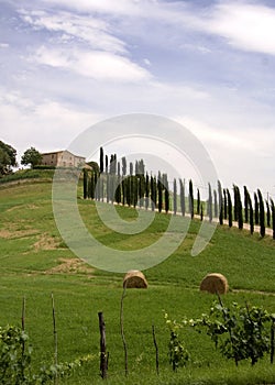 Tuscan cypress trees