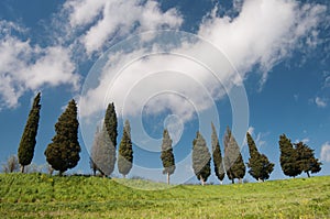 Tuscan cypress trees