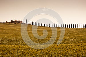 Tuscan farmhouse and cypress trees