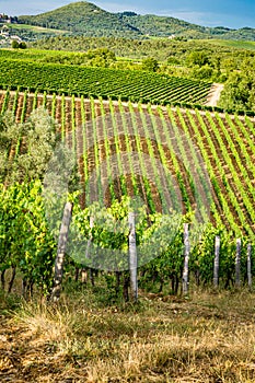 Tuscan grape vines glow in the summer sun photo