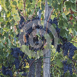 Tuscan Grapes--Ready for the Harvest
