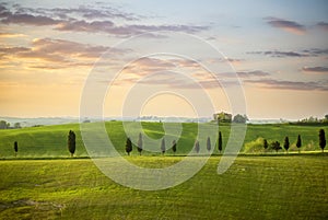 Tuscan hill with row of cypress trees and farmhouse ruin at sunset. Tuscan landscape. Tuscany, Italy