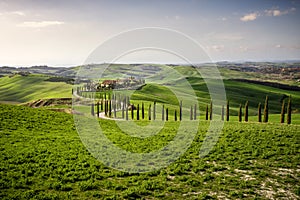 Tuscan hill with row of cypress trees and farmhouse at sunset. Tuscan landscape. Italy