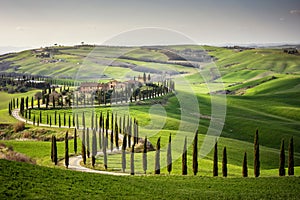 Tuscan hill with row of cypress trees and farmhouse at sunset. Tuscan landscape. Italy