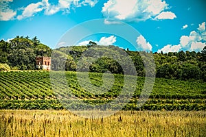 Tuscan hills cultivated in rows of vineyards, Pontedera, Pisa photo