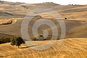 Tuscan hills with olive trees at sunset in Italy