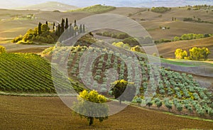 Tuscan landscape.Beautiful Tuscan morning