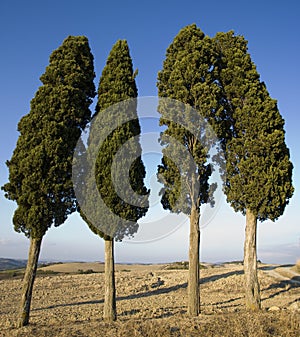 Tuscan landscape, Cypress