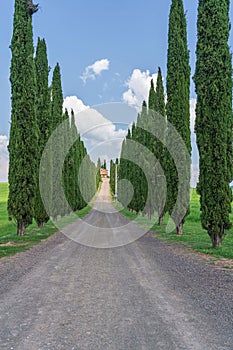 Tuscan Landscape, Cypress Alley of Agriturismo Covili, the Farmhouse Poggio Covili in Tuscany, Italy