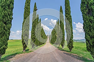 Tuscan Landscape, Cypress Alley of Agriturismo Covili, the Farmhouse Poggio Covili in Tuscany, Italy