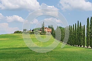 Tuscan Landscape, Cypress Alley of Agriturismo Covili, the Farmhouse Poggio Covili in Tuscany, Italy