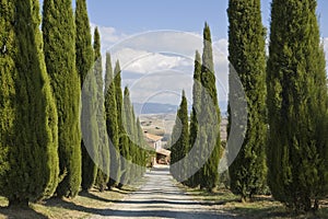 Tuscan Landscape, cypress near a street