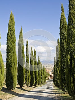 Tuscan Landscape, cypress near a street