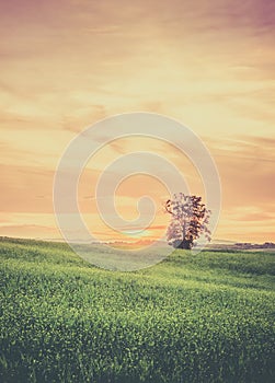 Tuscan landscape in the morning