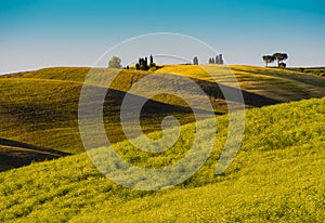 Tuscan landscape with multicolored rolling hills and cypress tree