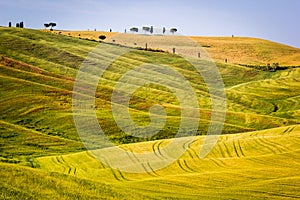 The Tuscan Landscape, rolling hills