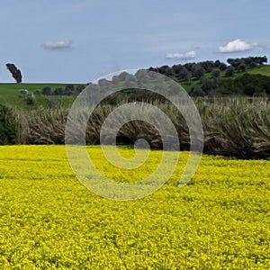 Tuscan landscape in summer