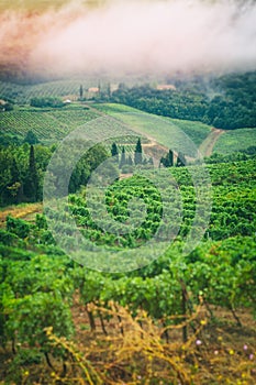 Tuscan landscape with vineyards and mist