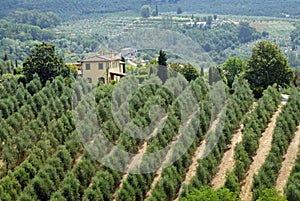 Tuscan olive trees