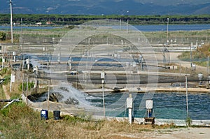 Tuscan orbetello, aquaculture