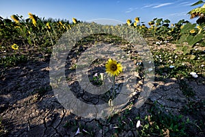 Tuscan Seascapes, sunflowers IX