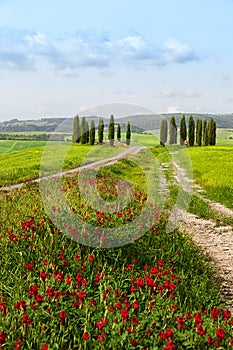 Tuscan summer landscape with cypresses
