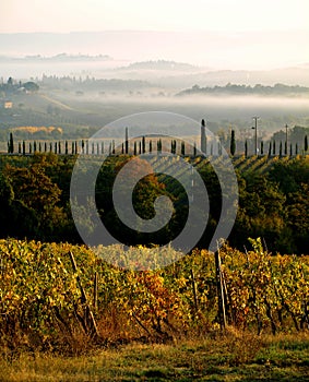 Tuscan Vines in the Mist  Tuscany  Italy