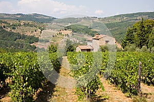 Tuscan vineyard