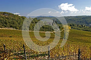 Tuscan Vineyard