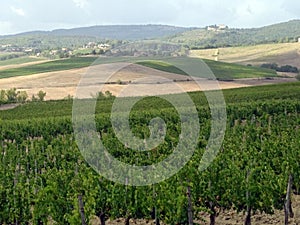 Tuscan Vineyard