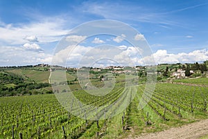 Tuscan vineyard