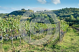 Tuscan vineyard early autumn with row of grapes