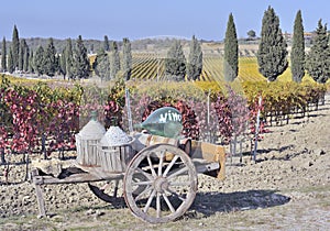 Tuscan vineyard in fall