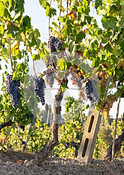 Tuscan vineyard with red grapes.