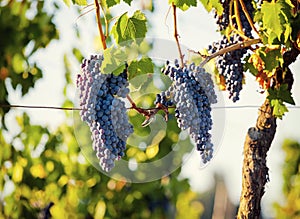 Tuscan vineyard with red grapes.