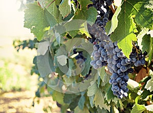 Tuscan vineyard with red grapes.