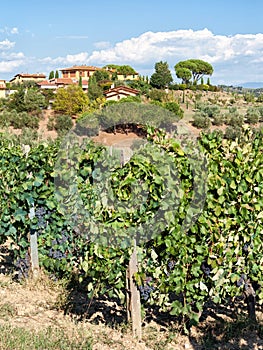 Tuscan vineyard with red grapes.