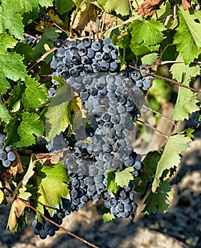 Tuscan vineyard with red grapes.