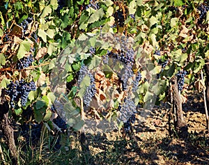 Tuscan vineyard with red grapes.